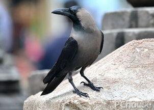 灰色乌鸦,探寻都市中的孤独与共鸣