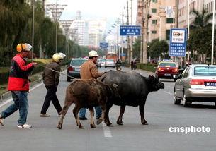 夜间的水牛,探寻夜间觅食者的神秘生活
