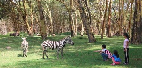 原始求生记：极致非洲野生动物园,极致求生记野生动物园探险记